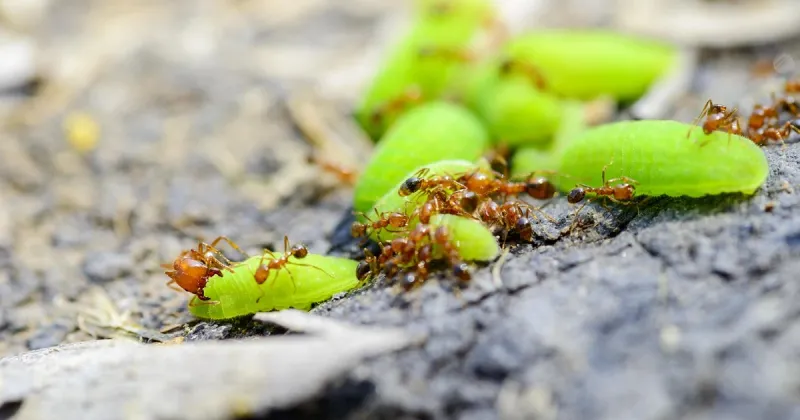 Use the next active-foraging window, not the calendar alone
