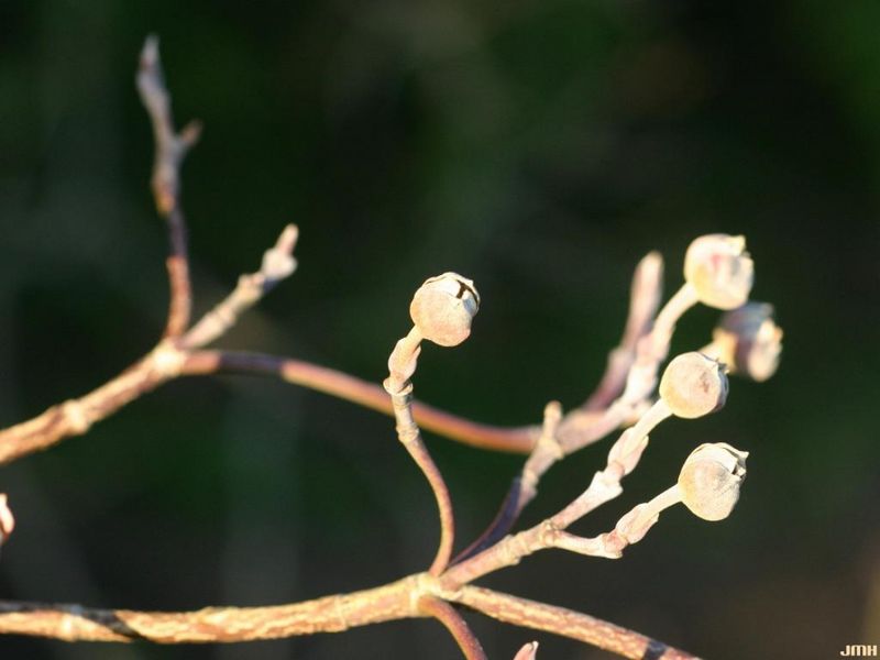 October finds next spring’s buds already in place