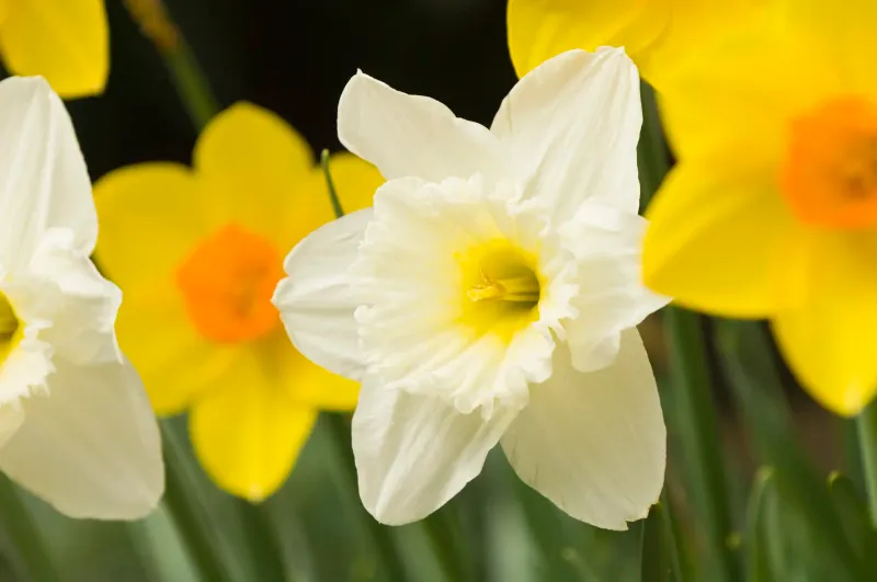 Daffodils