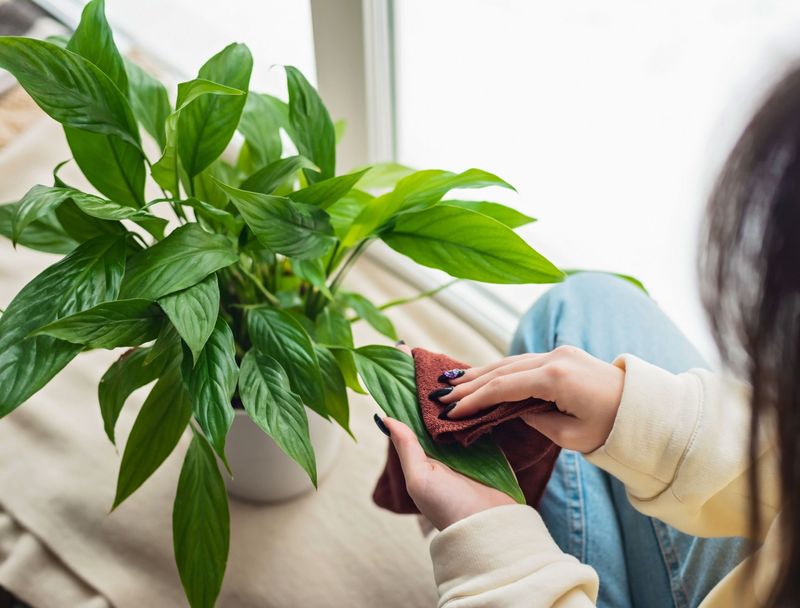 Wipe the foliage, then address the pollution source
