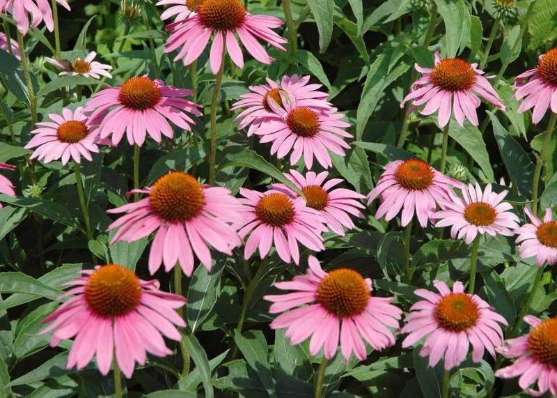 Echinacea