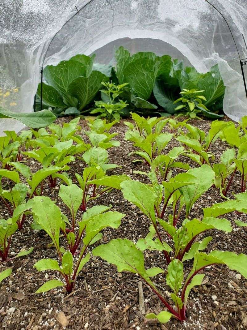Plant During Cool Weather