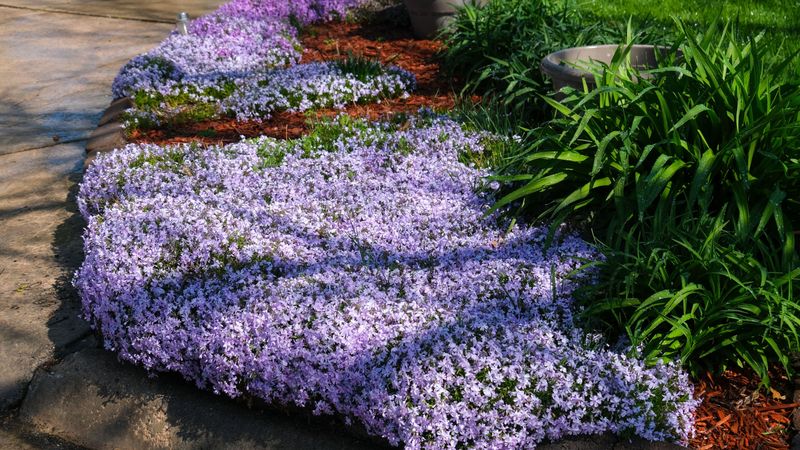 A dense mat reduces the light and space weeds need