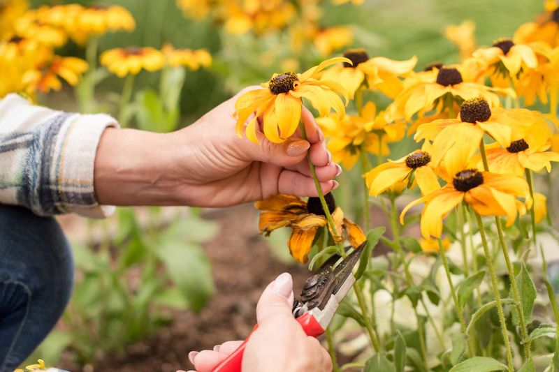 Black-Eyed Susan (Rudbeckia)