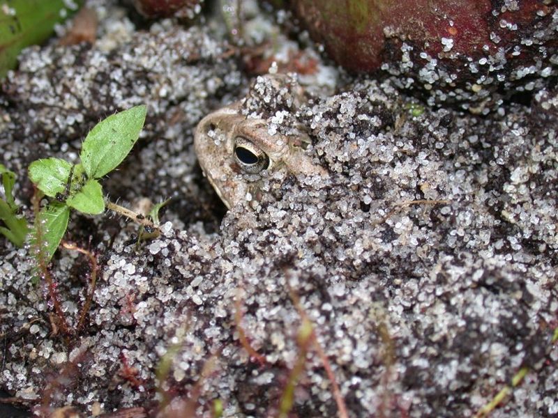 A garden bed can offer suitable winter habitat