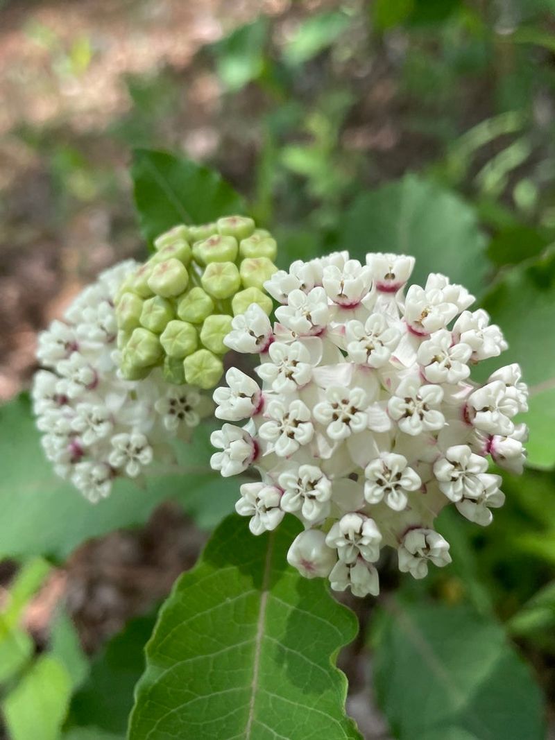 Red-Ring Milkweed (Asclepias variegata)