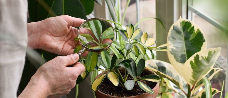 Manage real pest problems without blanket spraying