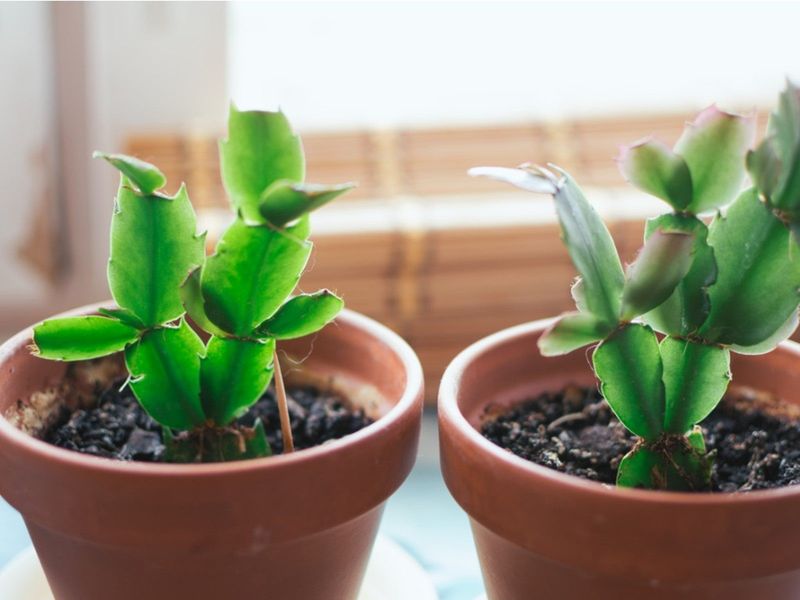 Prepare the cutting and give it rooting conditions