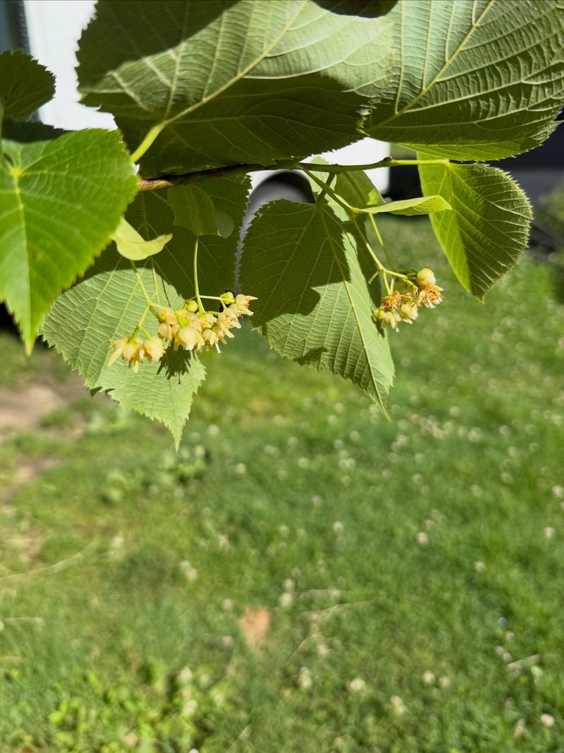 Why American basswood merits a place on the North Carolina tree list