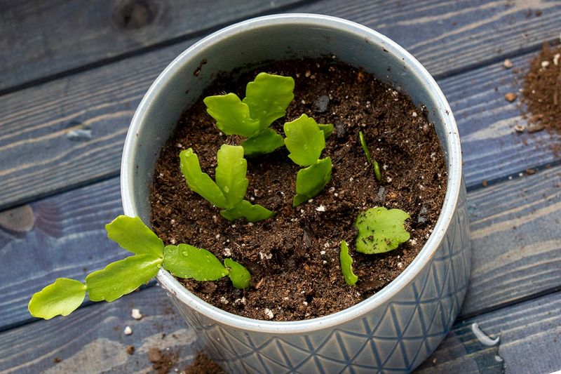 Use rooted cuttings to fill a pot and shape the parent