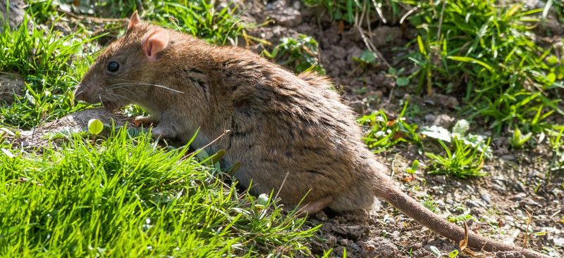 Seeing a Live Rat