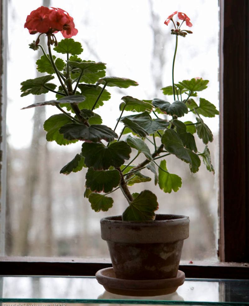Why a geranium can turn leggy indoors