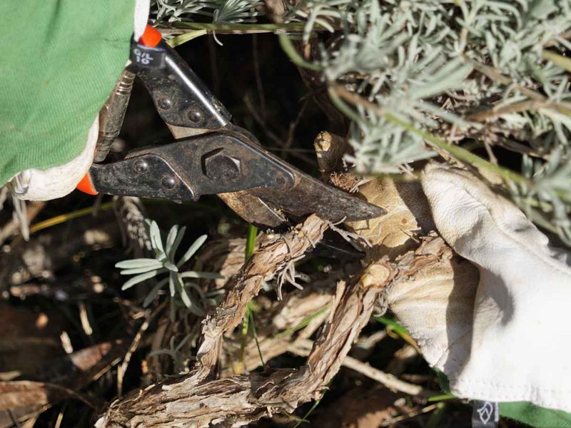 The risky late cut removes the last healthy green shoots