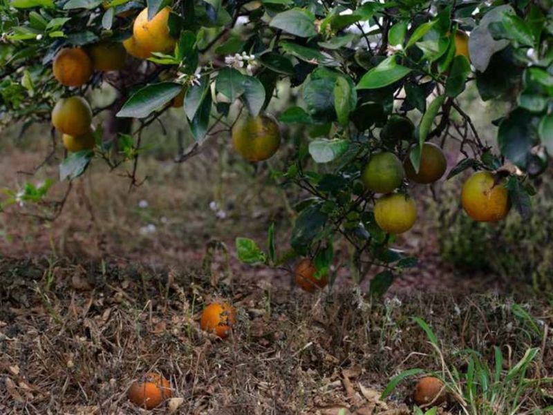 The quiet trade-off is a metaphor, not a sugar diagnosis