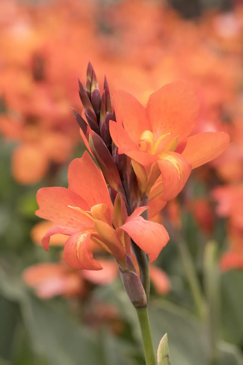 Canna Lilies (Plant in Spring, Not Fall)