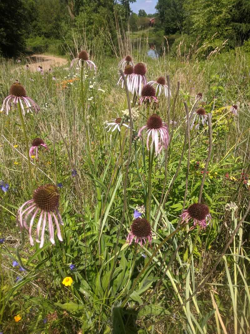 A Pollinator Meadow Left to Go Natural