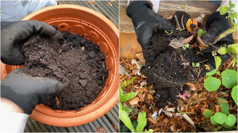 Don't Reuse Old Potting Mix