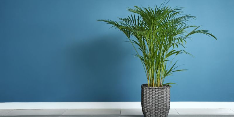 Areca Palm