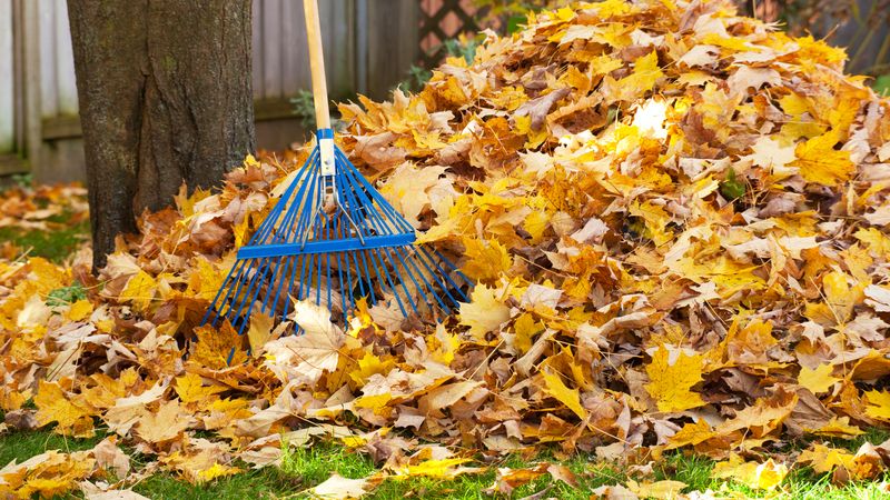 Shredding Leaves With the Mower