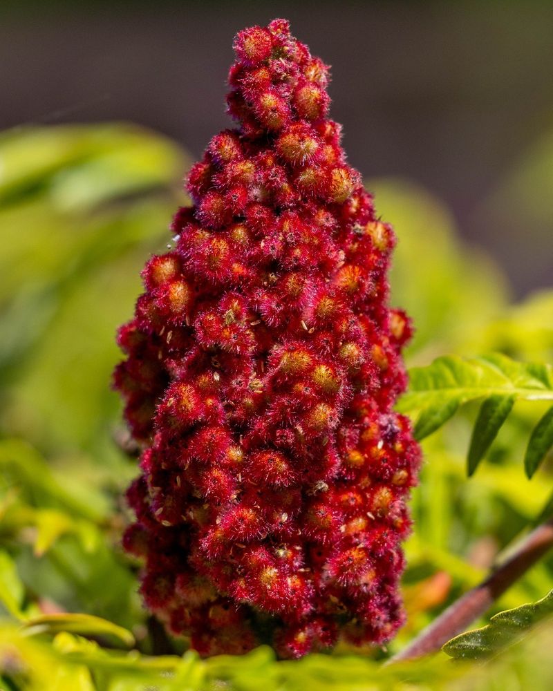Sumac (Rhus spp.)