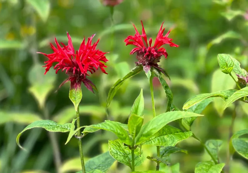 Bee Balm (Monarda fistulosa / didyma)