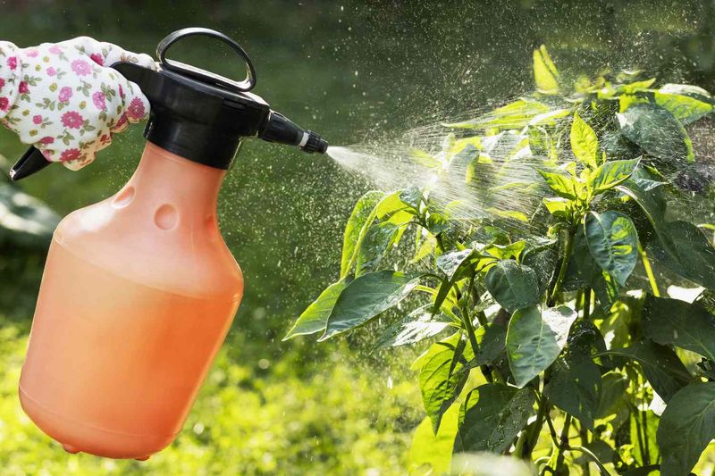 Neem Oil