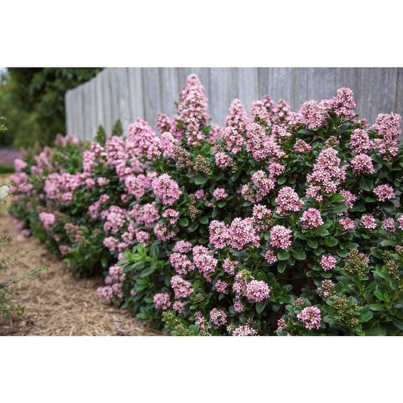 Escallonia