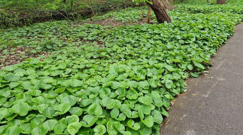 Wild Ginger (Asarum canadense and Hexastylis species)