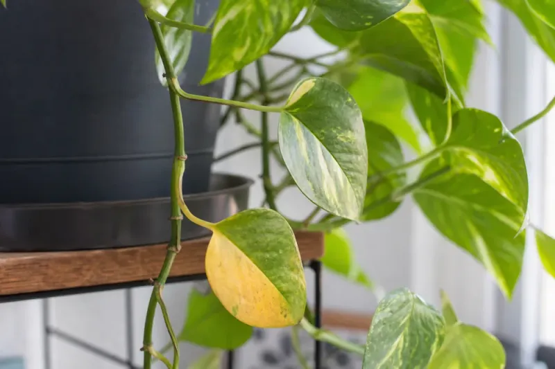 Winter light and leaf age offer other clues