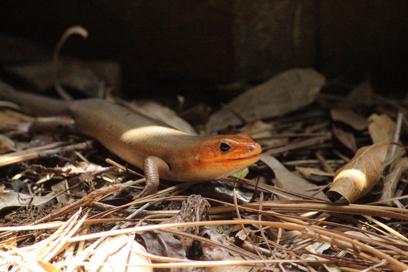 What the skink does not prove about insects, moisture, or ticks