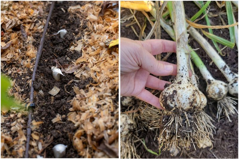 One planted clove usually becomes one multi-clove bulb