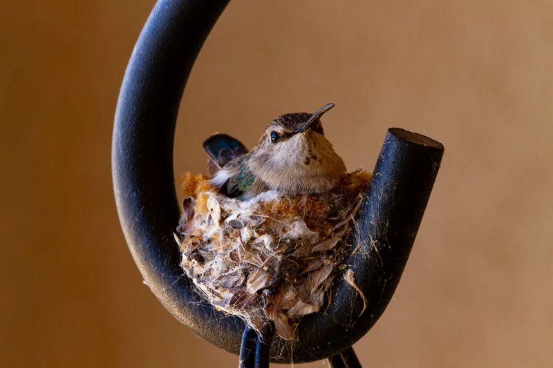 Let the Nesting Cycle Finish Before You Make Any Change
