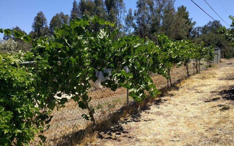 First, test whether the fence line can carry the vine