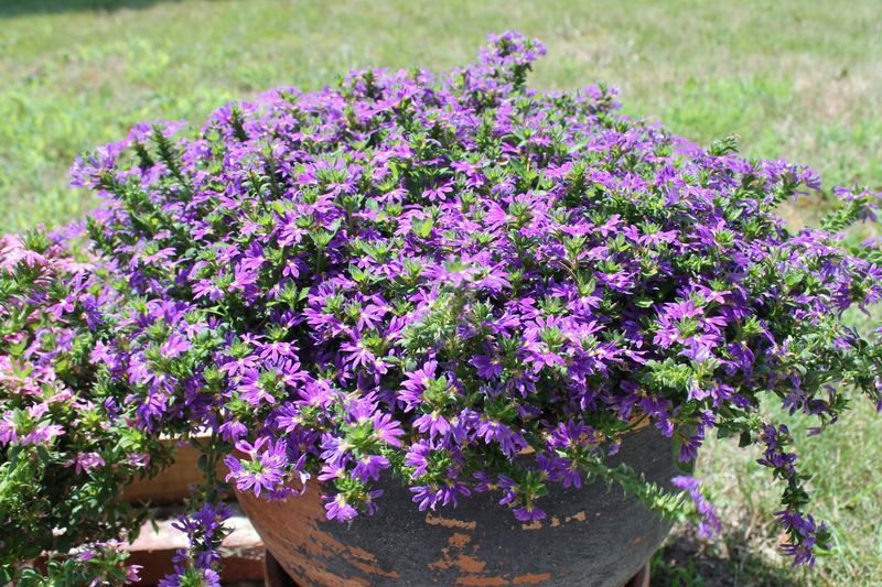 Scaevola (Fan Flower)