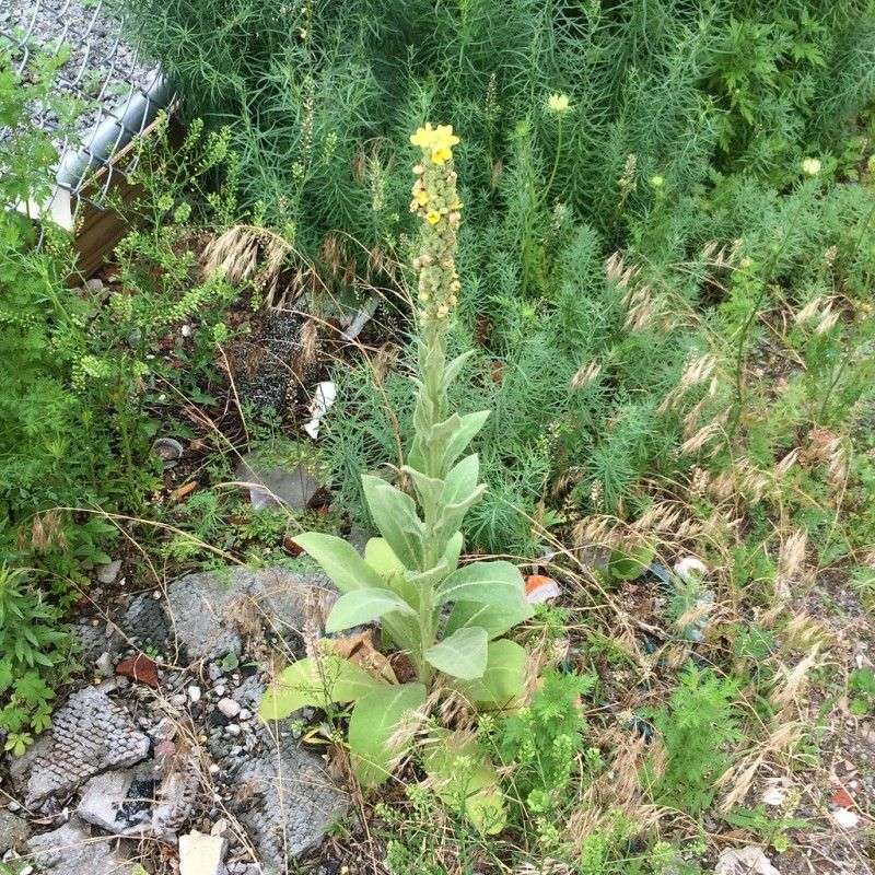 Mullein’s behavior varies by region and habitat