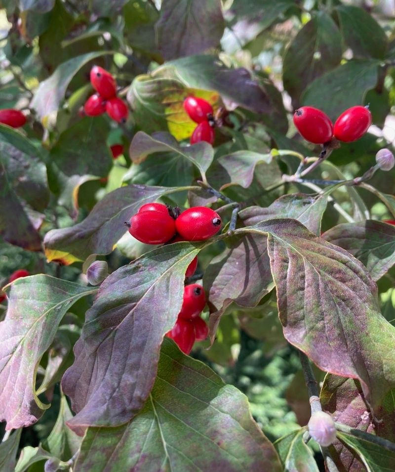 Dogwood (Cornus spp.)