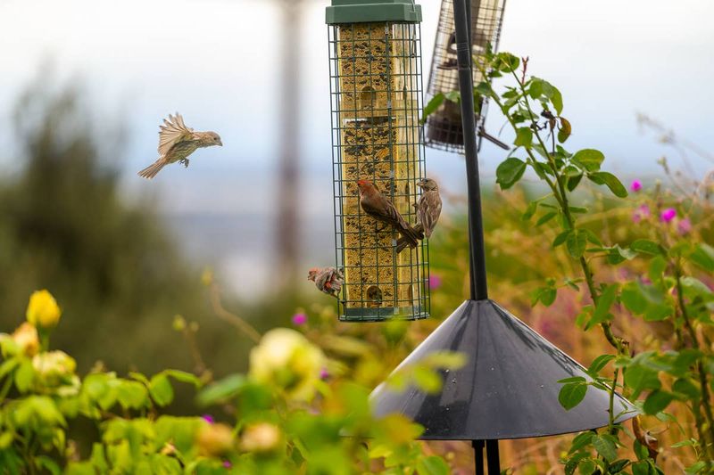 Feed Birds Responsibly and Leave the Visitor Alone