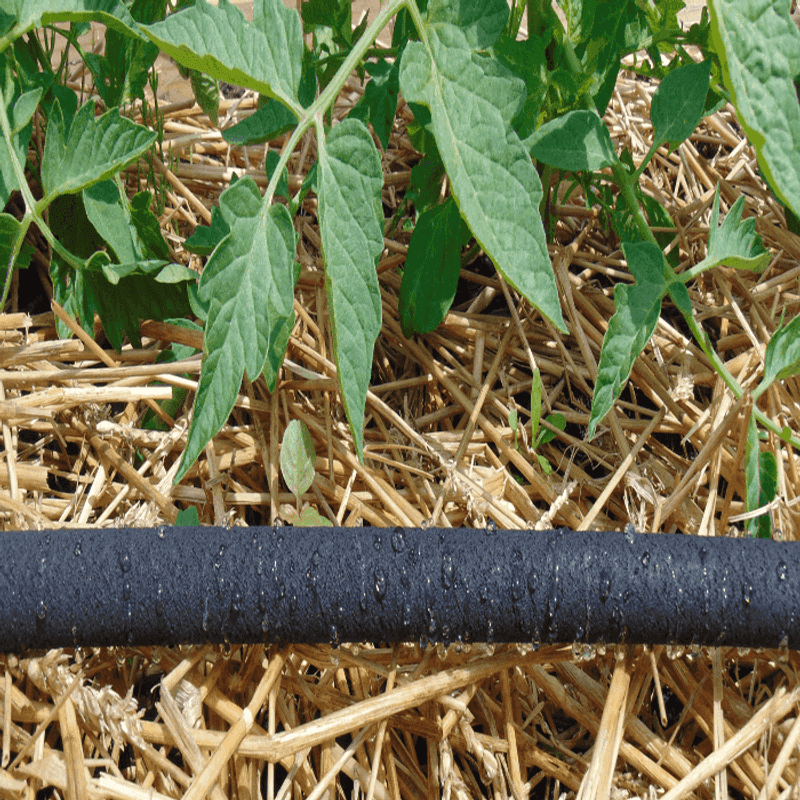 Base watering and mulch help stabilize conditions