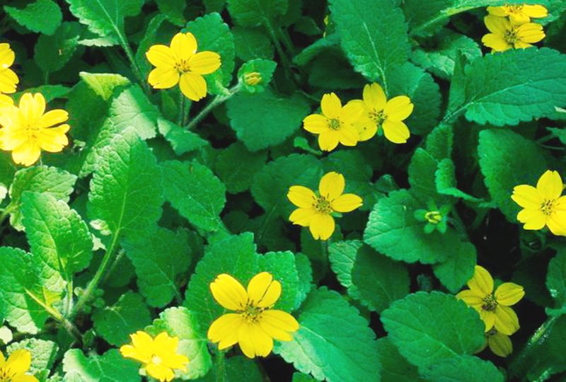 Golden Star (Chrysogonum virginianum)