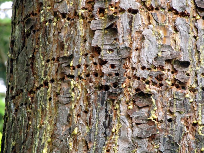 Holes alone do not tell you whether the tree is sick