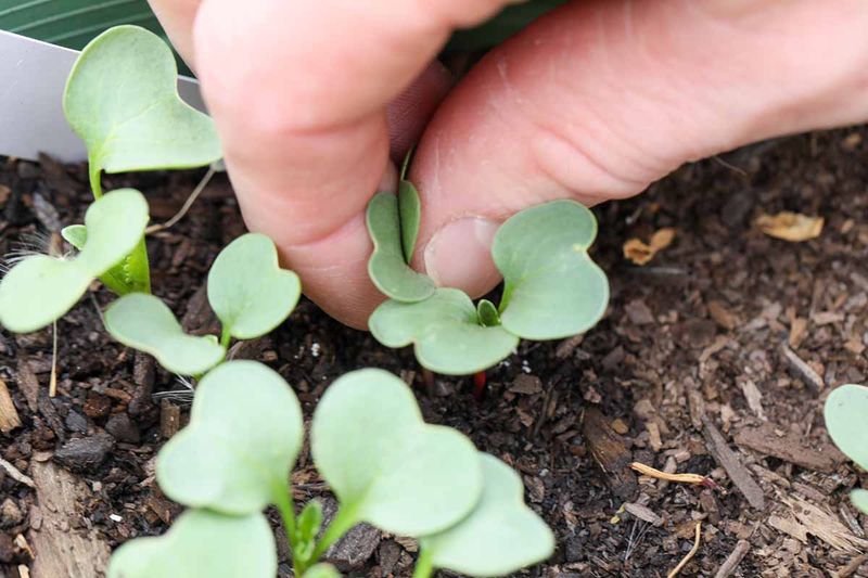 Give the root enough space and loose soil