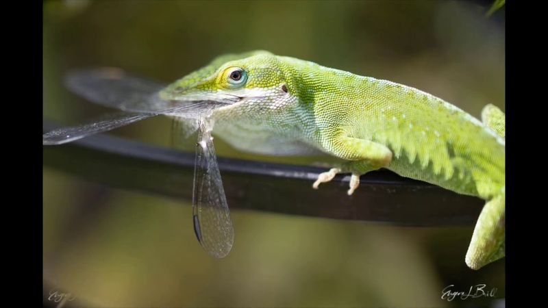 Anoles interact with arthropods without measuring them