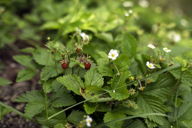 Wild Strawberry (Fragaria virginiana)