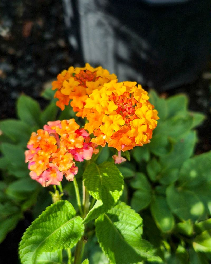 Deadheading can help lantana keep producing flowers