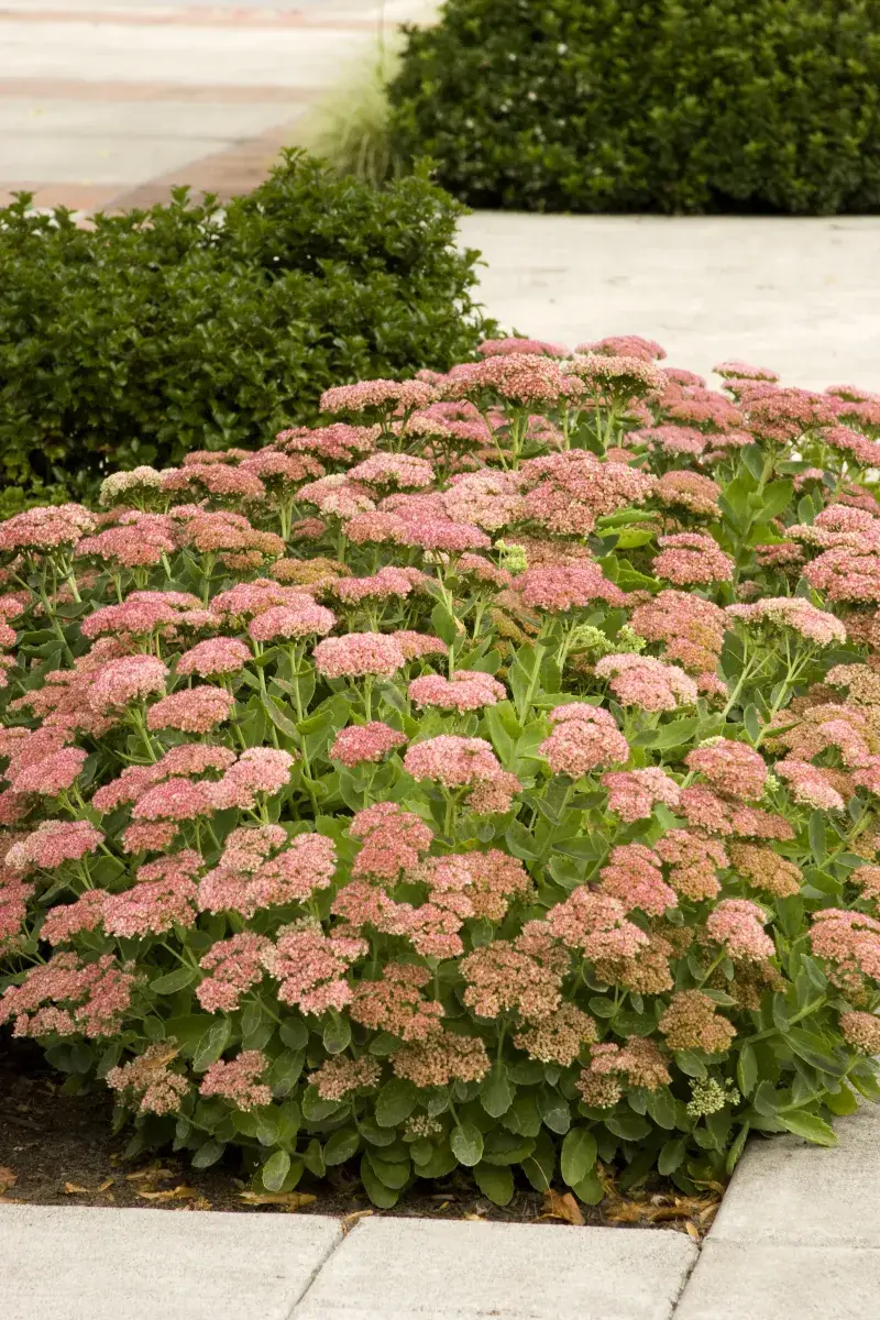 Sedum (Stonecrop)