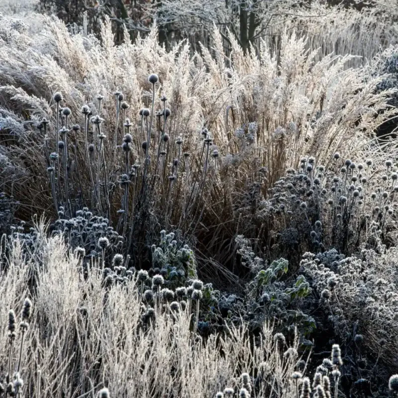 Ornamental Grasses