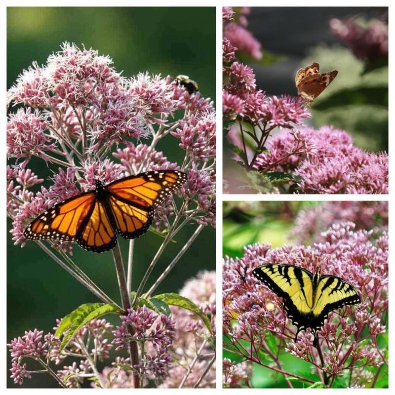 Add: Joe-Pye Weed (Eutrochium)