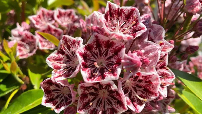Mountain Laurel (Kalmia latifolia)