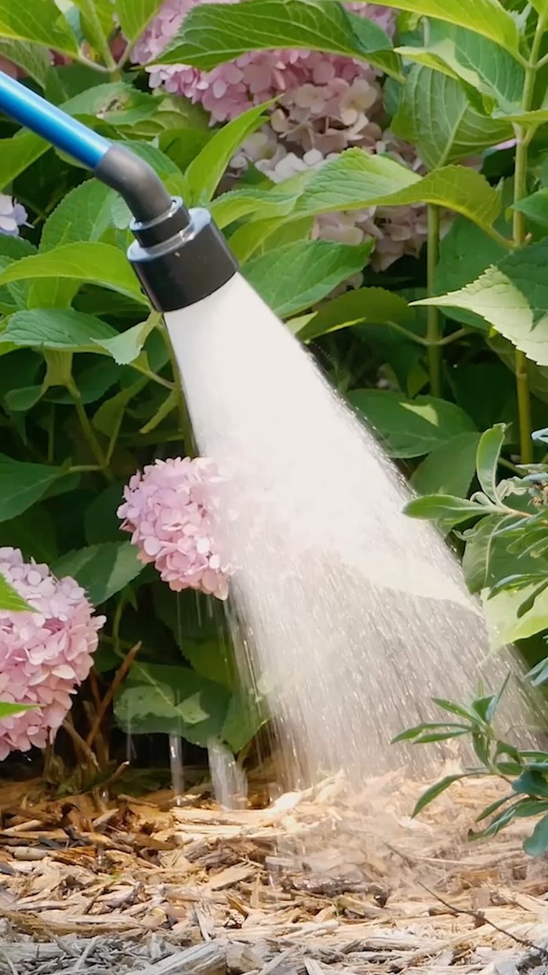 Water at the Base of the Plant