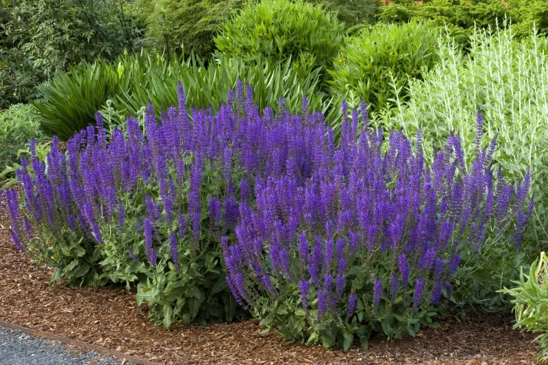 Salvia 'May Night' (Salvia nemorosa)